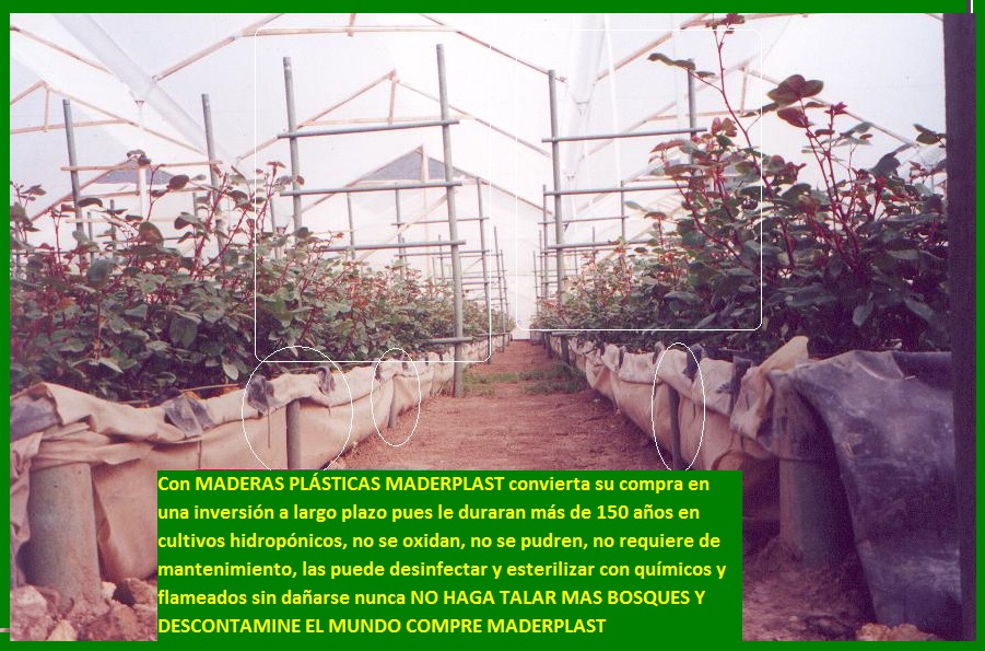 hidroponía como se preparan cultivos hidropónicos flores hidropónicas como se hace el cultivo tecnificado flor de invernadero cultivo hidropónico tecnificado maderplast surcos camas tutores 009 hidroponía como se preparan cultivos hidropónicos flores hidropónicas como se hace el cultivo tecnificado flor de invernadero cultivo hidropónico hidroponía como se preparan cultivos hidropónicos flores hidropónicas como se hace el cultivo tecnificado flor de invernadero cultivo hidropónico tecnificado maderplast surcos camas tutores 009 tecnificado maderplast surcos camas tutores 009 hidroponía como se preparan cultivos hidropónicos flores hidropónicas como se hace el cultivo tecnificado flor de invernadero cultivo hidropónico tecnificado maderplast surcos camas tutores 009
